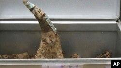 រូបឯកសារ៖ ស្នែងរមាស​ដែល​គេ​រឹបអូស​បាន​មុនពេល​វា​ត្រូវបាន​បំផ្លាញ​នៅ​ទីក្រុង​ហាណូយ ប្រទេស​វៀតណាម កាលពី​ថ្ងៃទី១២ ខែវិច្ឆិកា ឆ្នាំ២០១៦។