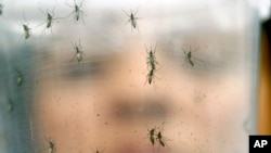 Seorang ilmuwan memegang wadah berisi nyamuk Aedes aegypti betina di Biomedical Sciences Institute di Universitas Sao Paulo, Sao Paulo, Brazil, 18 Januari 2016. Nyamuk Aedes aegypti adalah pembawa virus Zika.