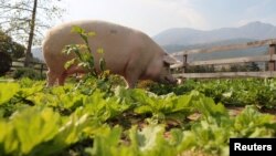 FILE - Pigcasso, a rescued pig, is seen in an organic vegetable garden at the Farm Sanctuary in Franschhoek, outside Cape Town, South Africa, Feb. 21, 2019.