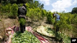 FILE - Workers harvest coca leaves in Puerto Bello, in the southern Colombia's state of Putumayo, March 3, 2017.