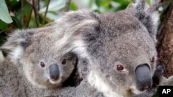 Maggie the koala, an animal native to Australia, climbs a tree with her offspring at Taronga Zoo in Sydney, Australia on September 1, 2011. (AP Photo/Rob Griffith, File)