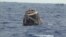 This image from NASA shows the SpaceX Dragon Capsule floating in the Pacific Ocean off the coast of Baja California, May 31, 2012.