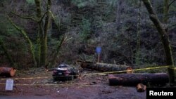 Uništeni automobili i oboreno drveće posle oluje u sjevernom dijelu Kalifornije (Foto: REUTERS/Carlos Barria)