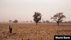 Rockefeller Foundation projects in Africa are working to help farmers cope with the effects of climate change. (Photo courtesy World Bank) 