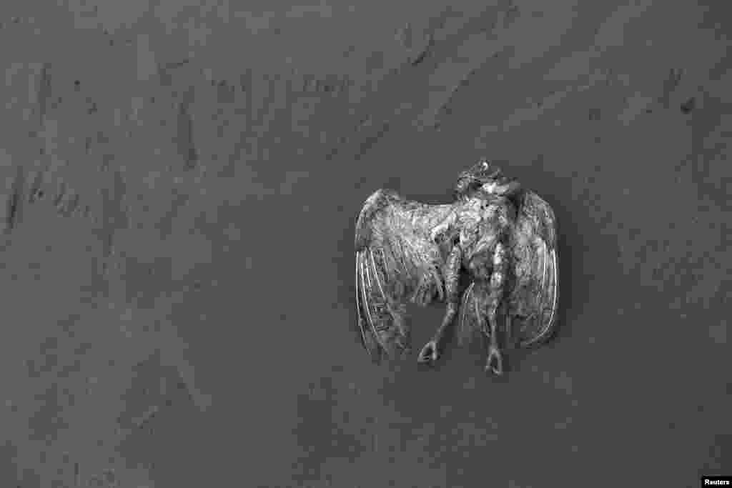 Seekor burung mati tergeletak di tanah yang tertutup abu dari letusan Gunung Sinabung di desa Kuta Rakyat, Indonesia, 14 Januari 2014. 