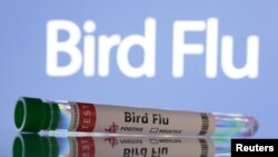 모더나는 2일 미국 정부에서 자금을 지원받아 조류독감 백신 개발을 앞당기기로 했다고 밝혔다. (자료사진)