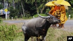 Cambodian Buddhist monks wait for collecting alms from devotees near a water buffalo in Sre Ambel village, in Koh Kong province, about 125 kilometers (77 miles) southwest of Phnom Penh, Cambodia, Wednesday, Aug. 3, 2011. (AP Photo/Heng Sinith)
