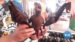 Spread of Coronavirus not Deterring Purchase, Consumption of Wildlife   