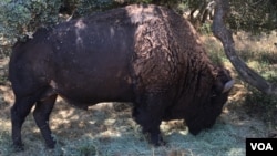 The bison of Catalina Island are smaller than those on the mainland. It's not because of a genetic difference, they just don't get the right nutrients at the right time, according to Julie King, director of conservation and wildlife management at the Cata
