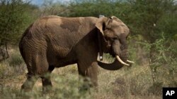 A male elephant stands up wearing a newly-fitted GPS-tracking collar around his neck, during an elephant-collaring operation near Kajiado, in southern Kenya Tuesday, Dec. 3, 2013. Teams from the Kenya Wildlife Service (KWS) and the International Fund for 