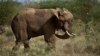 A male elephant stands up wearing a newly-fitted GPS-tracking collar around his neck, during an elephant-collaring operation near Kajiado, in southern Kenya Tuesday, Dec. 3, 2013. Teams from the Kenya Wildlife Service (KWS) and the International Fund for 