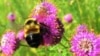 Rusty Patched Bumblebee First of Species Called Endangered