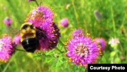 The rusty-patched bumblebee has been added to the US endangered species list. (Fish and Wildflife Service)
