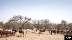 Un agriculteur marche parmi son troupeau de bétail sur la route entre Adre et Farchana, dans la région de Ouaddaï, au Tchad, le 25 mars 2019.
