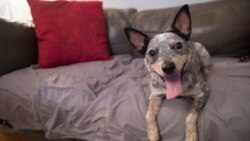 Quiz - Study: Dogs Evolved to Use Eyes to Connect with Humans