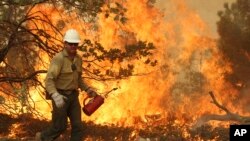 This August 30, 2013, image provided by the U.S. Forest Service, shows a member of the BLM Silver State Hotshot crew using a drip torch to set back fires on the southern flank of the Rim Fire in California.