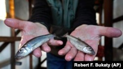 A lack of ice in cold weather states this year has made it difficult for scientists to study the rainbow smelt population. (AP Photo/Robert F. Bukaty, files)