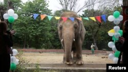 ដំរី​ឈ្មោះ Kaavan កំពុង​រង់ចាំ​ឲ្យ​គេ​ដឹកជញ្ជូន​ទៅ​ទីជម្រក​ក្នុង​ប្រទេស​កម្ពុជា ក្នុង​អំឡុងពេល​នៃ​ពិធី​ជប់លៀងលា​គ្នា​មួយ នៅ​សួនសត្វ Marghazar ទីក្រុង Islamabad ប្រទេស​ប៉ាគីស្ថាន ថ្ងៃទី២៣ ខែវិច្ឆិកា ឆ្នាំ២០២០។ 