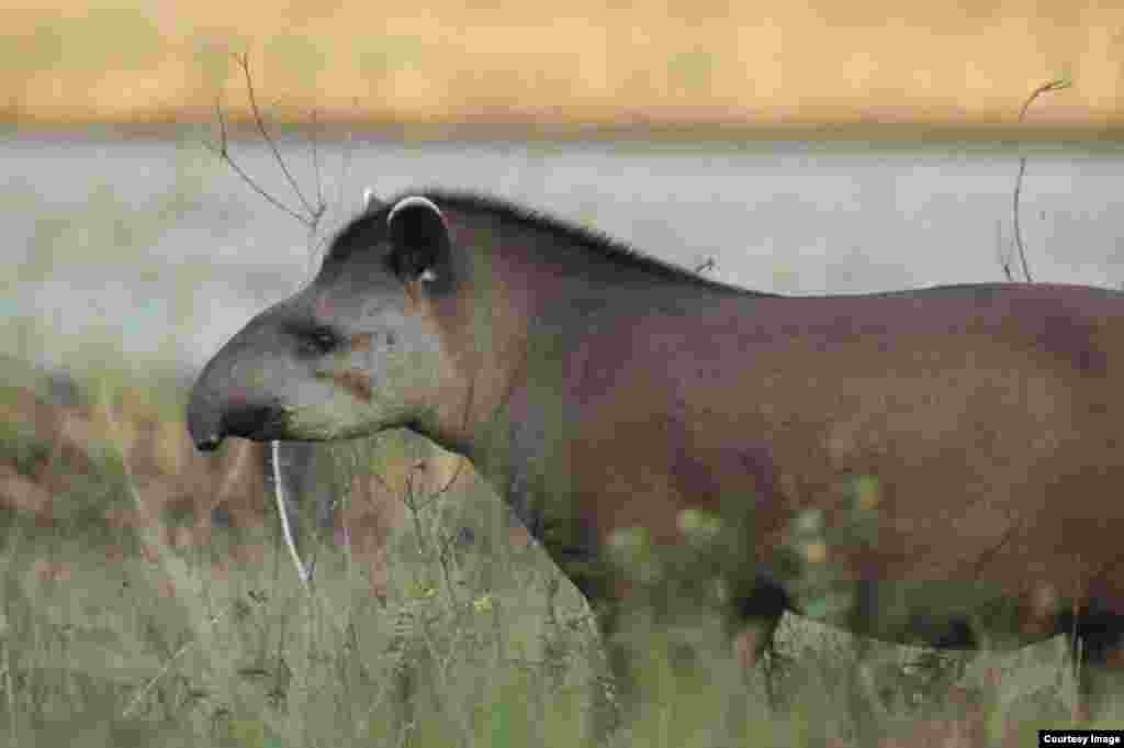 Large mammals such as the tapir are the first to disappear in human-modified ecosystems. (Mauro Galetti)