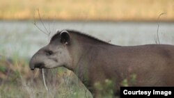 Animals on the Brink of Extinction