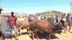 Jiraattonni Godinaalee Oromiyaa Bakkawwan Tasgabbiin Hin Jirre Keessa Jiraatan Ayyaana Qillee Akka Duriitti Ayyaaneffachuu Hin dandeenye