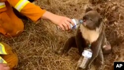Seekor koala sedang diberi minum oleh seorang anggota damkar di Cuddle Creek, Australia bagian selatan, 22 Desember 2019. Foto dirilis oleh Oakbank Balhannah CFS.