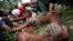 Indonesian veterinarian Yenni Saraswati, top center, of Sumatran Orangutan Conservation Programme (SOCP) examines the condition of an injured Sumatran orangutan found by environmental activists at a palm oil plantation in Rimba Sawang village, March 1, 2012.