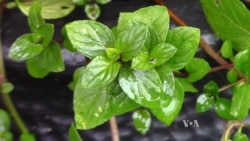 เกษตรกรสหรัฐเป็นผู้ปลูกและผลิตน้ำมันมิ้นท์รายใหญ่ที่สุดในโลก