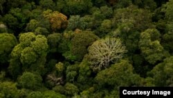 Gabon is one of a few places on Earth where a primary tropical rainforest extends all the way to the beach.