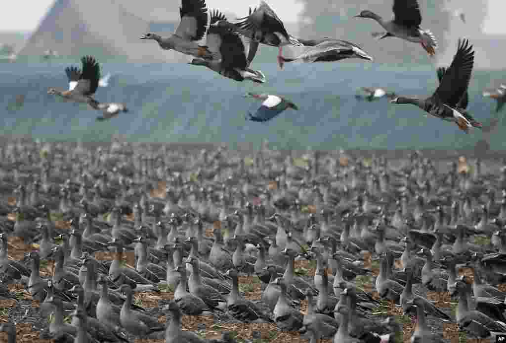 Angsa-angsa liar dari Siberia mencari tempat untuk mendarat di kawasan pertanian yang penuh dengan ribuan angsa di kota Xanten, Jerman.