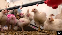 This Friday, Oct. 12, 2018 photo shows chickens under observation at the University of Guelph in Ontario, Canada. Researchers are tracking chicken traits like weight, growth rate and meat quality they hope will be useful to the poultry industry. (AP Photo/Federica Narancio)