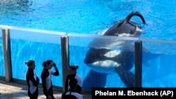 FILE - Tilikum the orca at the Seaworld in Orlando, Florida in 2011. (AP/Phelan M. Ebenhack))