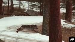 FILE - In this Jan. 14, 1995, file photo, a wolf leaps across a road into the wilds of Central Idaho. Federal officials have killed 10 wolves in northern Idaho at the request of the Idaho Department of Fish and Game to boost elk numbers.