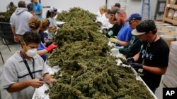 Para pekerja membersihkan tanaman mariyuana di perkebunan Los Suenos - perkebunan mariyuana terbesar di Amerika - di Avondale, Colorado (foto: ilustrasi). 