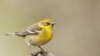 Researchers are trying to translate bird calls in order to better understand their migratory patterns.
