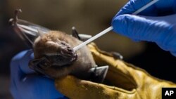 A researcher for Brazil's state-run Fiocruz Institute takes an oral swab sample from a bat captured in the Atlantic Forest, at Pedra Branca state park, near Rio de Janeiro, Tuesday, Nov. 17, 2020. (AP Photo/Silvia Izquierdo)