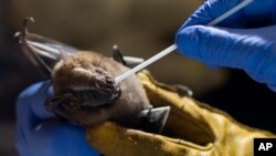 A researcher for Brazil's state-run Fiocruz Institute takes an oral swab sample from a bat captured in the Atlantic Forest, at Pedra Branca state park, near Rio de Janeiro, Tuesday, Nov. 17, 2020. (AP Photo/Silvia Izquierdo)