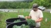 Hand-picked organic kale is washed and packed on site at Sprouting Farms, W.V., ready for distribution. (J. Taboh/VOA)