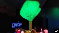 An oversized model of a jack-o-lantern mushroom, which grows on decaying wood in the forests of eastern North America. In one of these types of mushrooms, the honey mushroom, root-like branches that run through the wood glow with a light known as foxfire.
