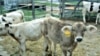 US: Antibiotic Use in Livestock Harms People