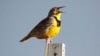 Can Birdsong Make You Happier?