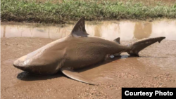 A large bullshark was found on a Queenland, Australia, road after a fierce cyclone. (Queensland Fire and Emergency)
