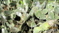 ኢትዮጵያዊው ተመራማሪ የኮቺኔል ትል (የበለስ መዥገር) የሚያጠፋ መድሐኒት ቀመሙ