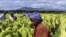 Zimbabwe Farmers Increasing Tobacco Production on Seized Land