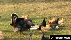 U Centru za zaštitu životinja Poplar Spring - Dan zahvalnosti se slavi zajedno sa ćurkama 