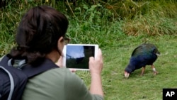 In this March 22, 2017 photo, a tourist films a takahe at Zealandia in Wellington, New Zealand. (AP Photo/Mark Baker)