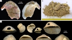 Quiz - Study: Neanderthals Were Artists