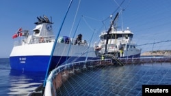 A general view of Norcod cod farming facility at Jamnungen, Froeya municipality, in Norway. (Norcod/Handout via REUTERS)