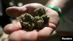Un participant de l'exposition internationale du cannabis tient quelques grammes de marijuana dans ses mains à Oakland, Californie, le 3 septembre 2011.