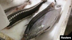 ត្រី​ធូណា​ភ្នែក​ធំ ដែល​ចាប់​បាន​ក្នុង​សមុទ្រ​ប៉ាស៊ីហ្វិក​ខាង​ត្បូង​ ត្រូវ​បាន​គេ​បង្ហាញ​នៅ​កន្លែង​កែច្នៃ​ត្រី​មួយ​នៅ​ក្នុង​ក្រុង San Francisco រដ្ឋ California។